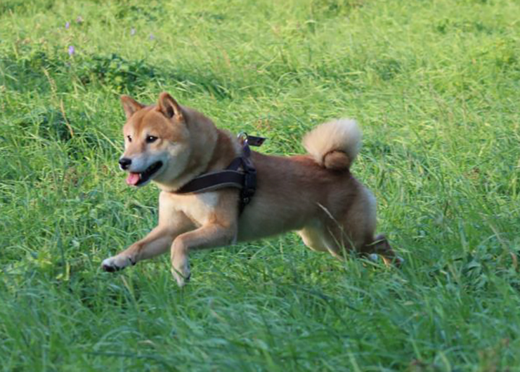 Hund beim Spielen in den Elbwiesen Dresden